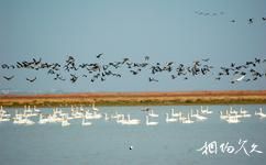 江西鄱陽湖旅遊攻略之候鳥國家級自然保護區