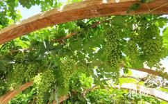 吐鲁番鄯善楼兰酒庄旅游攻略之葡萄品种