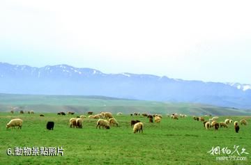 塔城裕民巴爾魯克風景區-動物照片