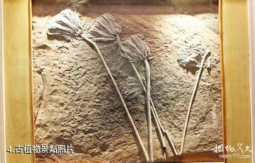安順關嶺古生物化石群旅遊景區-古植物照片