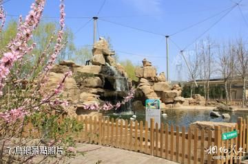 東營黃河三角洲動物樂園-鳥網照片