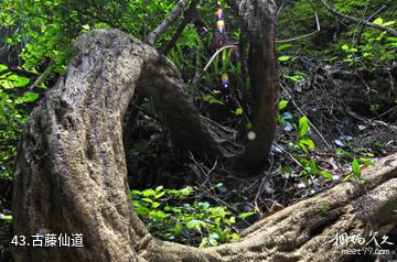 江西汉仙岩风景区-古藤仙道照片