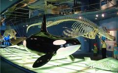 青岛水族馆旅游攻略之鲸鱼模型和化石