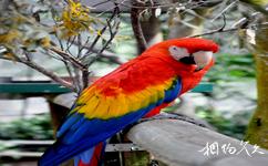 澳大利亚库兰达小镇旅游攻略之五彩金刚鹦鹉