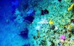 帛琉旅遊攻略之軟珊瑚區