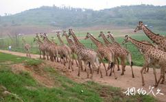 重慶野生動物世界旅遊攻略之非洲原野區