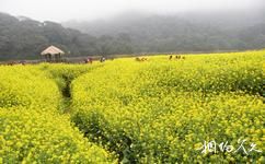广州从化石门国家森林公园旅游攻略之石门油菜花