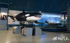 大连自然博物馆旅游攻略之海洋哺乳动物展厅