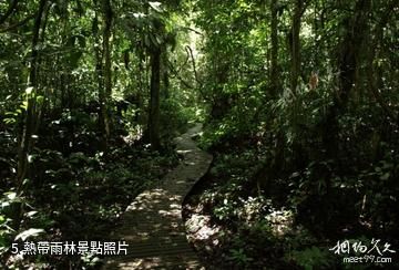 馬來西亞姆祿國家公園-熱帶雨林照片