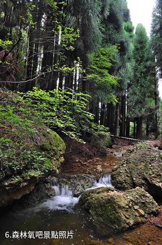 廣元天曌山-森林氧吧照片