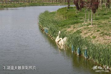 白天鵝公園-湖邊天鵝照片