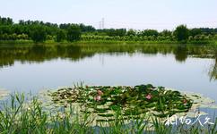 北京顺义汉石桥湿地旅游攻略之湿地植物园