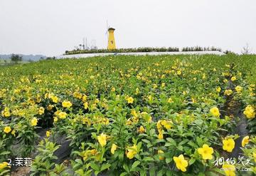 犍为世界茉莉花博览园-茉莉照片