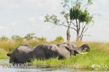 波札那奧卡萬戈三角洲-大象照片