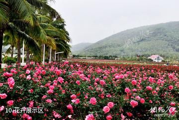 三亚亚龙湾国际玫瑰谷-花卉展示区照片