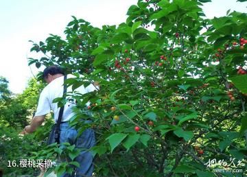 海阳云顶自然风景旅游区-樱桃采摘照片