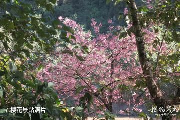 雲南騰衝櫻花谷-櫻花照片