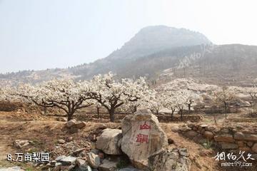 宁阳神童山风景区-万亩梨园照片