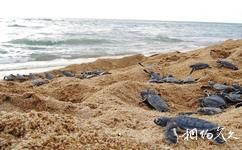 香橙群岛国家公园旅游攻略之海龟