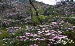 陝西木王國家森林公園旅遊攻略之杜鵑花景區