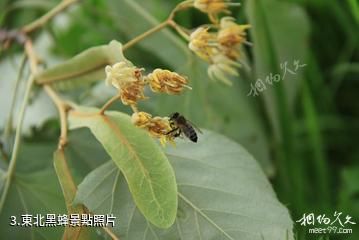 饒河東北黑蜂國家級自然保護區-東北黑蜂照片