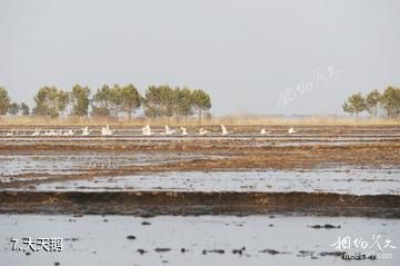 黑龙江洪河国家级自然保护区-大天鹅照片