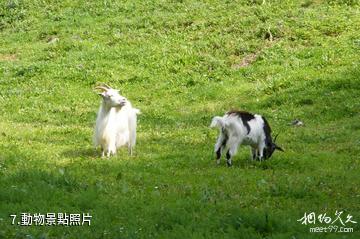 歐登塞菲英村-動物照片