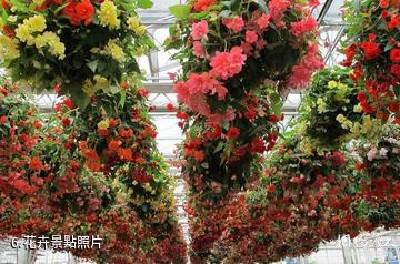寧夏園藝產業園-花卉照片