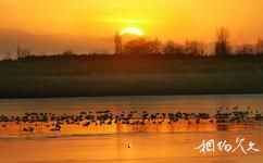 河南豫北黄河故道湿地鸟类国家级自然保护区旅游攻略之动物资源