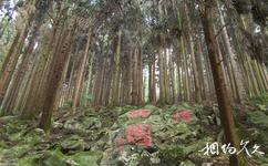 大竹五峰山國家森林公園旅遊攻略之名木古樹