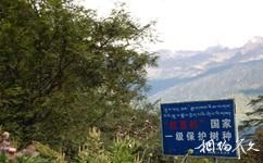 西藏勒布溝旅遊攻略之紅豆杉