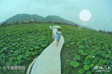 郴州安仁稻田公园-千亩荷花园照片