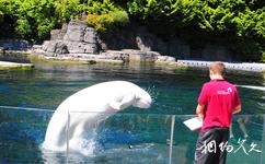 加拿大斯坦利公園旅遊攻略之小白鯨