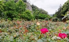 广州从化石门国家森林公园旅游攻略之玫瑰园