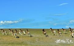 西藏羌塘國家級自然保護區旅遊攻略之動物資源