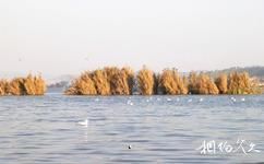 石屏异龙湖湿地公园旅游攻略之水鸟