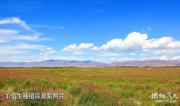 阿勒泰戈寶紅麻花海景區-仿生種植區照片