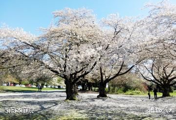 温哥华伊丽莎白女王公园-日本庭院照片