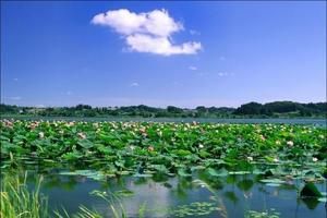 湖北荆州洪湖旅游攻略-大同湖管理区景点排行榜