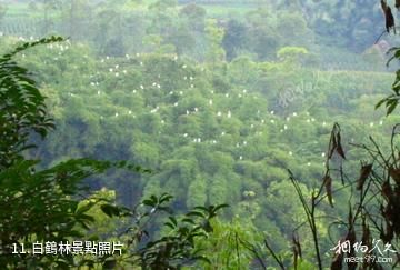重慶黑石山風景區-白鶴林照片
