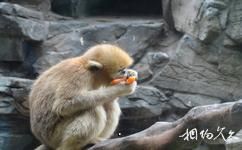 上海野生动物园旅游攻略之金丝猴馆