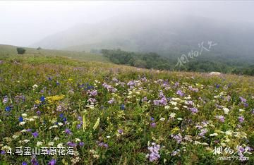 辽河源国家森林公园-马盂山草原花海照片