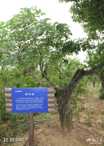 安徽禾泉农庄-树中树照片