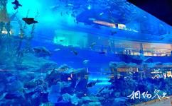迪拜水族館和水下動物園旅遊攻略