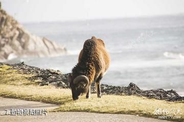 英國聖基爾達群島-動物照片