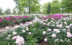 上海辰山植物园旅游攻略之芍药园