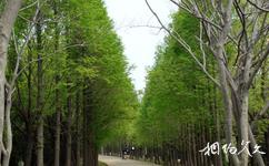 宿州五柳旅遊攻略之森林