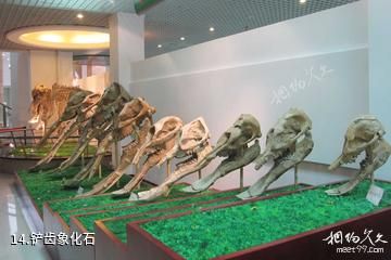 和政古动物化石博物馆-铲齿象化石照片