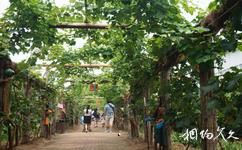北京呀路古熱帶植物園旅遊攻略之葡萄走廊