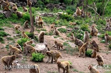 澤州山裡泉-太行獼猴照片